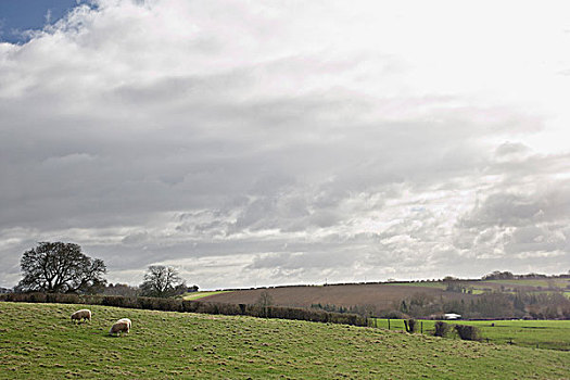 绵羊,放牧,山,林肯郡,英格兰