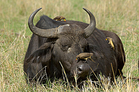 非洲,水牛,成年,休息,马赛马拉,肯尼亚