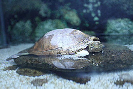一只海龟在水面休息
