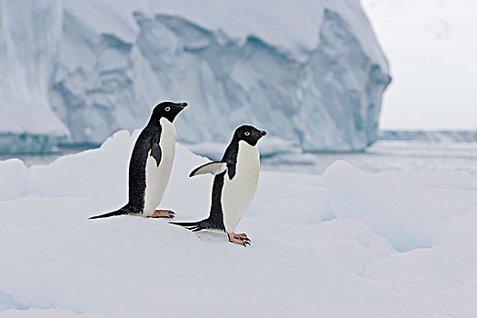 阿德利企鹅,一对,冰山,南,奥克尼群岛,南大洋