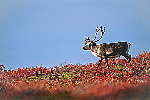 北美驯鹿,雄性动物,驯鹿属,秋天,苔原,靠近,白鲑,湖,加拿大西北地区,加拿大