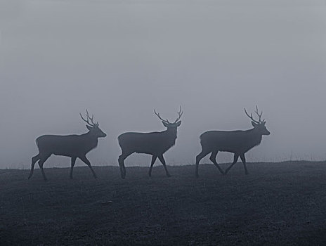 鹿,雾