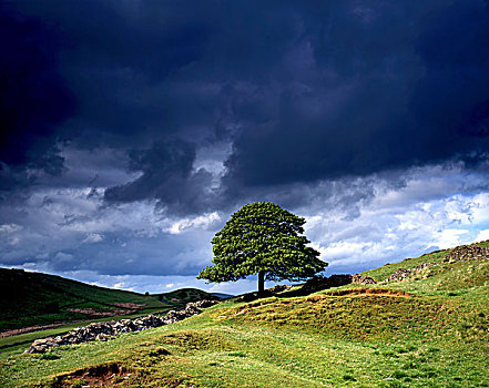 英格兰,柴郡,山谷,孤树,山坡,暗色,雷雨天气,峰区