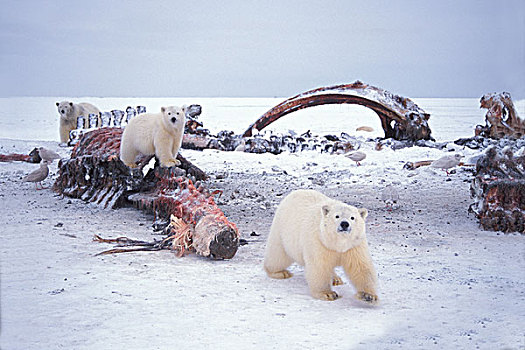 北极熊,母熊,两个,幼兽,腐食,弓头鲸,阿拉斯加
