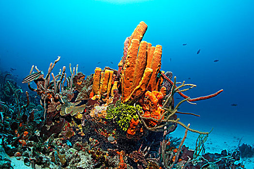 珊瑚礁,珊瑚,斜坡,繁茂,多样,彩色,海绵,鹦嘴鱼,幼小,阶段,黄色,小,多巴哥岛,斯佩塞德,特立尼达和多巴哥,小安的列斯群岛