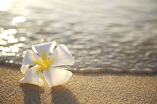 夏威夷,瓦胡岛,怀基基海滩,一个,沙子