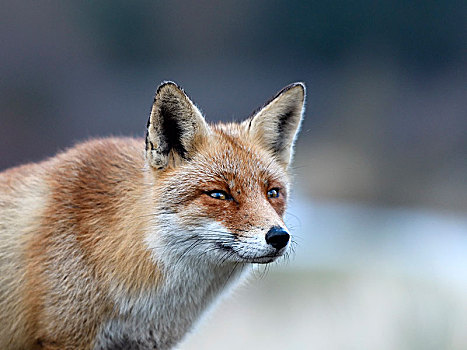 红狐,狐属,动物,北荷兰,荷兰