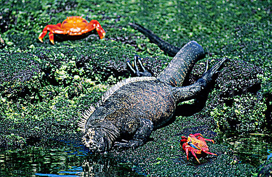 海鬣蜥,绿藻,退潮,方蟹,进食,费尔南迪纳岛,加拉帕戈斯,群岛,厄瓜多尔