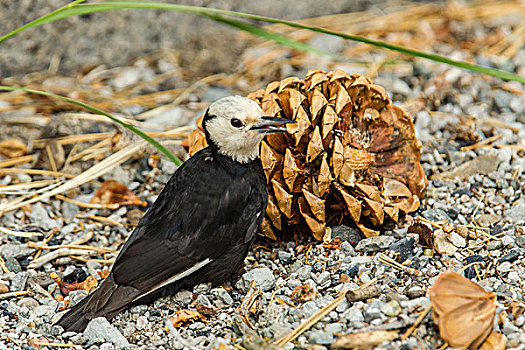 啄木鸟,开采,地上,六月,湖,加利福尼亚
