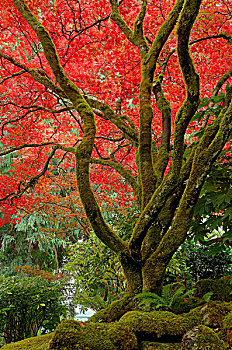 秋色,日式庭园,宝翠花园,温哥华岛,不列颠哥伦比亚省,加拿大