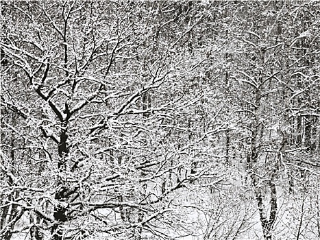 大雪,橡树,桦树,树林,冬天