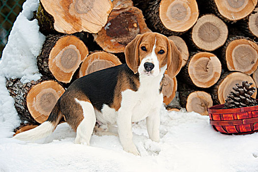 小猎犬,狗,小狗,雪中,木头,堆