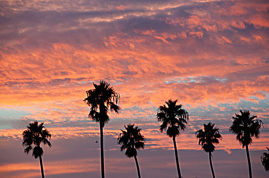 剪影,棕榈树,粉色,云,日落,加利福尼亚,美国