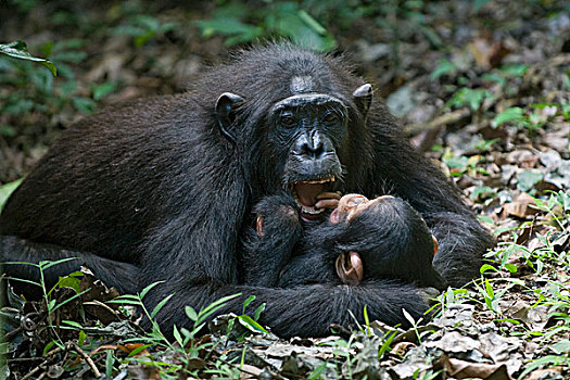 黑猩猩,类人猿,母亲,玩,1岁,幼仔,西部,乌干达