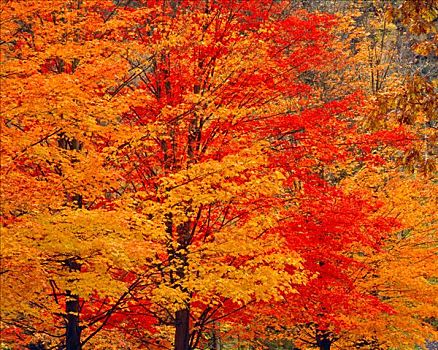 活力,枫树,秋天,州立公园,河,阿巴拉契亚山脉,宾夕法尼亚
