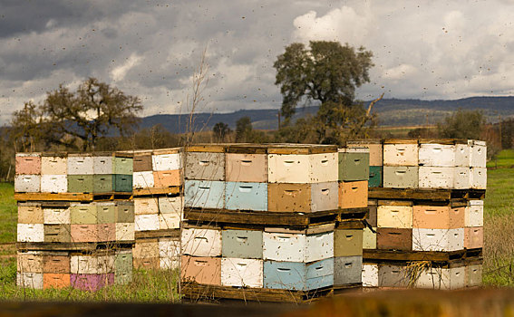 养蜂人,盒子,蜜蜂,生物群,农田