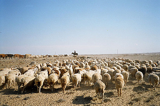 新疆在草地上行走的羊群