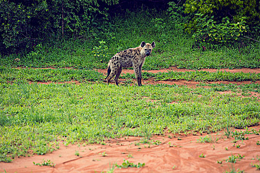 津巴布韦鬣狗