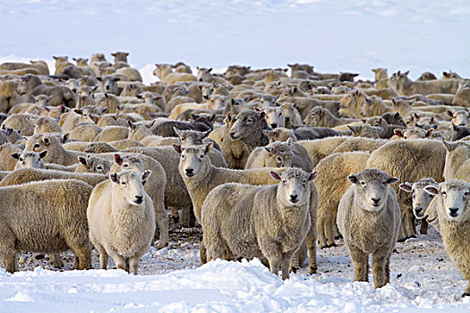 绵羊,大雪,旁侧,公路,中心,奥塔哥,南岛,新西兰