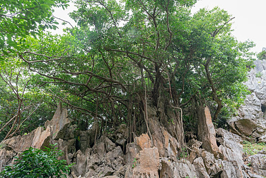 石头,树林