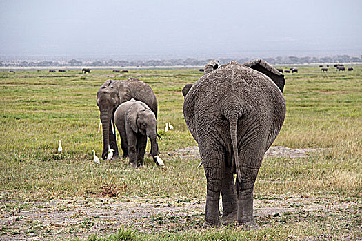 肯尼亚非洲象-尾部特写