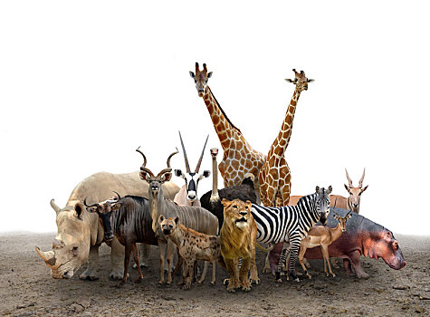 群,非洲,动物