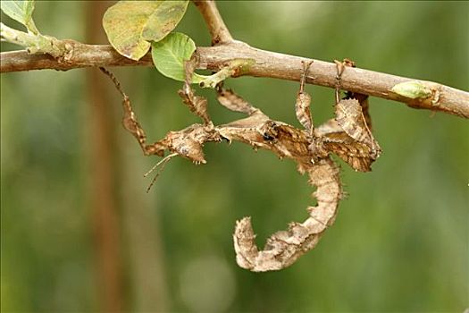 合掌螳螂,成虫,枝条,马达加斯加