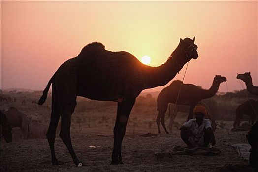 印度,拉贾斯坦邦,普什卡,剪影,骆驼,日落