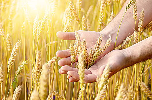 麦穗,农民,手,丰收,概念