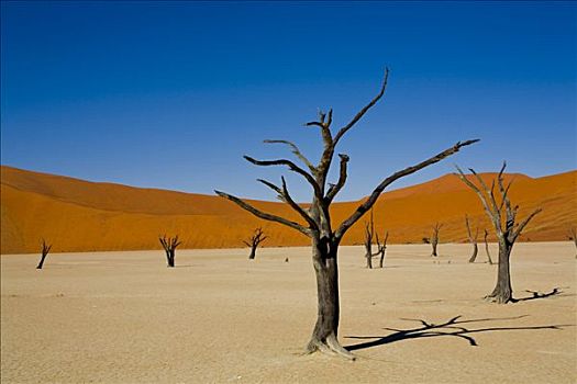 树,死亡谷,纳米比亚,非洲