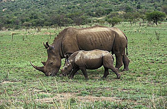 白犀牛,幼兽,南非