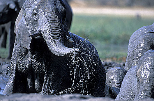 博茨瓦纳,莫雷米禁猎区,大象,非洲象,泥,翻腾,靠近