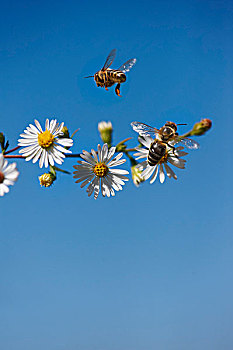 蜜蜂,觅食,花粉,花蜜,甘菊花,蓝天