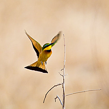 非洲,坦桑尼亚,小,食蜂鸟,塔兰吉雷国家公园