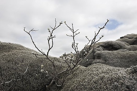 秃树,火山岩,石头