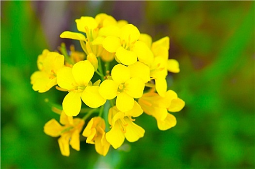 菜籽,芸苔,油菜花,地点