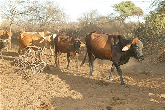 母牛,牧群,博茨瓦纳,非洲
