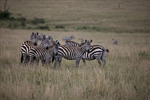 牧群,斑马,地点,马赛马拉国家保护区,肯尼亚