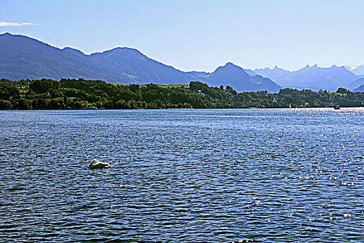 瑞士琉森湖的天鹅