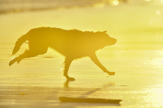 狗,跑,海滩,环太平洋国家公园,自然保护区,温哥华岛,不列颠哥伦比亚省,加拿大