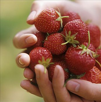 手,拿着,新鲜,草莓