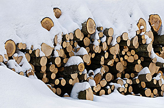 一堆,木柴,山毛榉,雪地