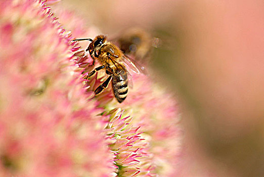 特写,蜜蜂,授粉,花
