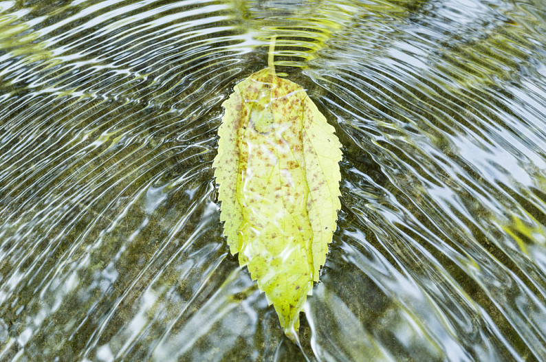 随波逐流树叶图片