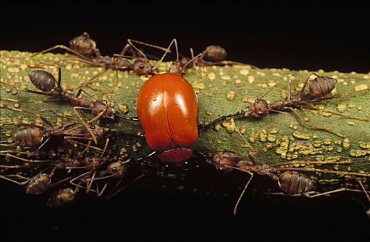 蚂蚁,群,杀戮,叶子,甲虫,金花虫科,马来西亚