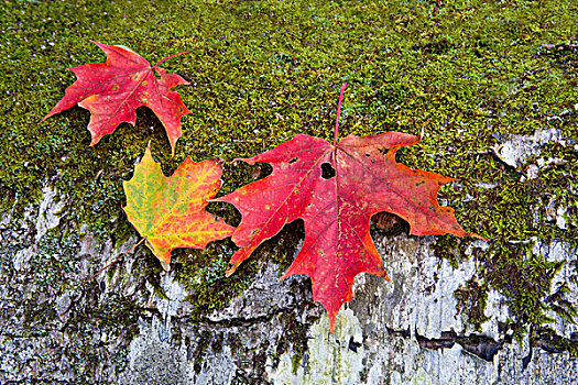 秋天,枫叶,落下,树干,苔藓,新罕布什尔,美国