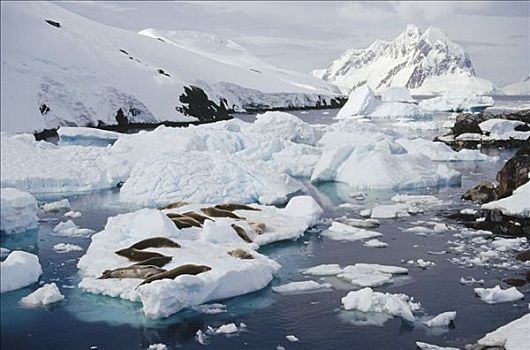 食蝦海豹,食蟹海豹,群,室外,浮冰,岛屿,南极半岛