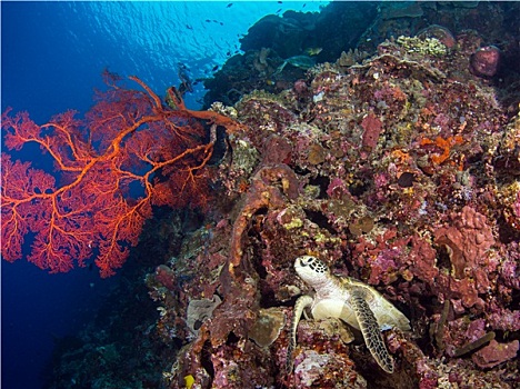 海龟,珊瑚礁,布那肯岛,印度尼西亚