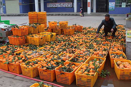 重庆市云阳县外郎乡的柑橘种植丰收