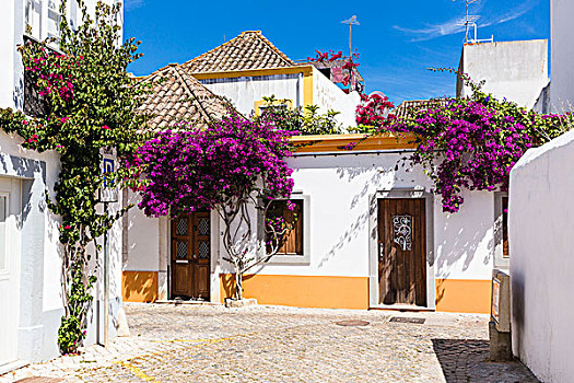 盛开,小路,刷白,墙壁,法若,阿尔加维,葡萄牙